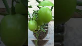 Just one egg, your tomato plant will produce a lot of fruit   Planting hanging tomatoes