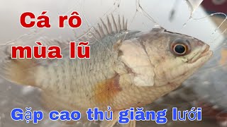 Thăm lưới cá đầu mùa nước lũ dính thấy ham Fishing #21