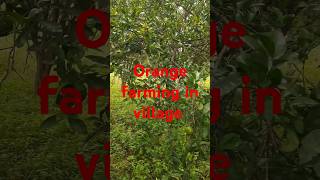 Village well&orange farm#shorts#ytshort #nature