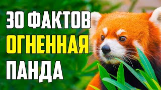 30 ИНТЕРЕСНЫХ ФАКТОВ О КРАСНОЙ ПАНДЕ