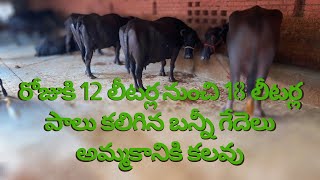 Pure banni breed buffalo for sell in Andhra pradesh&Telangana || ఆంధ్రాలో అమ్మకానికి బన్నీ గేదెలు