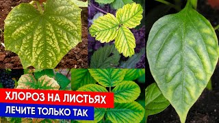 Хлороз на листьях лечите только так