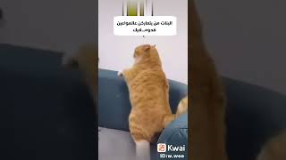 funny videos