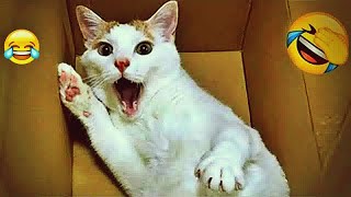 Challenge your laughter with these animals 😊 Cats and Dogs Videos