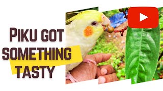 Cockatiel - Eating something fresh #shorts #shortcutevideos #b4birds