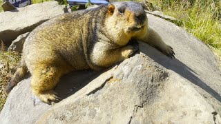 Lazy Himalayan Marmot Soaking Up the Sun on a Rock: A Relaxing Day in Nature!