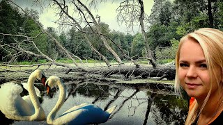 Грибов не нашли но ЗАБРЕЛИ К ОЗЕРУ В ЛЕСУ С ЛЕБЕДЯМИ. Готовим огород к зиме.