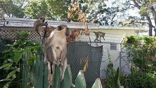 Monkeys outside!