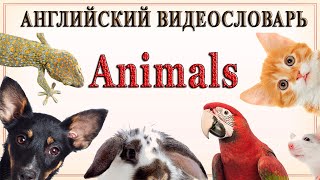 Английский видеословарь «1000 нужных слов». Тема: "Животные".