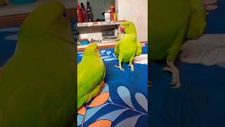 #mummy#bolnewalatota#parrottalking#parrotspeak#shorts#birds#ringneckparrot#shortvideo#mithu#cutebird