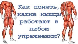 Как понять, какие мышцы работают в любом упражнении?