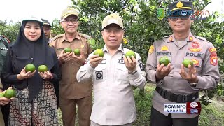 BUPATI SATONO PANEN PERDANA JERUK TEKNIK MORAGA MILIK KADES MERPATI KECAMATAN TANGARAN