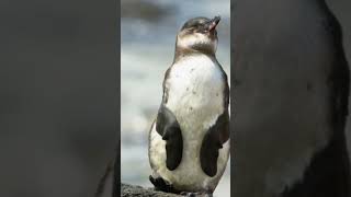 Galapagos penguin ONLY Penguin found near the EQUATOR | Animal Fact Diaries | Flightless Bird #viral