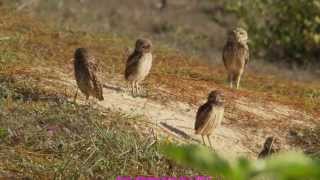 216 Wild living burrowing owl family, Brazil