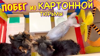 ПОБЕГ из ТЮРЬМЫ ЧЕЛЕНДЖ! КТО ПОСЛЕДНИЙ покинет ТЮРЬМУ Кот МИЛЛИОН или ЩЕНКИ?