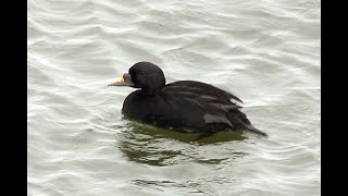 Zwarte zee-eend Melanitta nigra