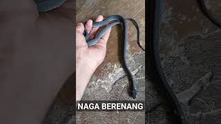 Ternyata Ular Naga Jago Berenang