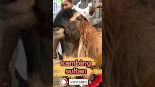 kambing sultan #shorts