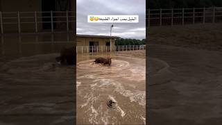 الخيل تسبح في ماء المطر 🥹🌧️