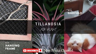 #28 Tillandsia Collection | Hanging Wall Ideas | D.I.Y holder