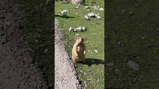 Cute Himalayan Marmot Turns Around and Stands Up#cutemarmot #cuteanimals #animals #marmot #wildlife