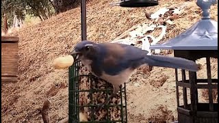 Woodshed Breakfast🐦11 Species! LIVE STREAM REPLAY Descanso, CA California Mountain Bird Feeder