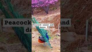 peacock sound and dance video#peacock #birds #peacockrangoli