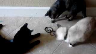 Cats vs Snake