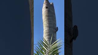 Tremendo Pico #shorts #aves #nature #pajaros