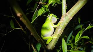 Green Treefrog Calling in Fairfax County, VA