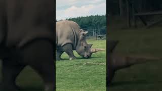 Rhino safari