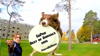 GoPro Best of Animals 2015