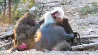 Розита - юная Волочкова в гамадрильем Дом 2. Дед пленил всех харизмой! Подростки делят Паучиту!