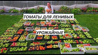 20 СОРТОВ ТОМАТА -  ПОСАДИЛ И ЗАБЫЛ, САМЫЕ БЕСПРОБЛЕМНЫЕ!