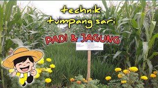 Cara tumpang sari PADI & JAGUNG