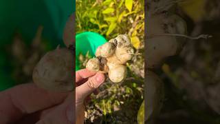 Picked some Jerusalem artichokes (sunchokes) and started to ferment them #ferment #homestead #farm