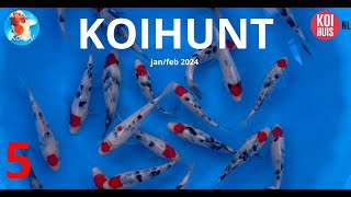 KoiHunt januari februari 2024 deel 5 | Tancho showa  | Izumiya Ooya event