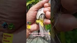 HULI PERO HINDI KULONG | I CAUGHT A BIRD and  I LET IT FREE | #birds #gardening @kuya.g