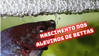 ✅NASCIMENTO DOS ALEVINOS DE BETTAS NA REPRODUÇÃO DE FORMA NATURAL. SERÁ QUE DA CERTO?