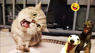 New Funny Animals 🐧 - Funniest CATS And DOGS 😺🐶 2024