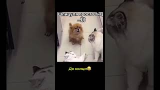 Что кот подумал, интересно😀 #смешное #котики