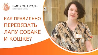 🐈 Как правильно перевязать лапу собаке и кошке? Как перевязать лапу собаке и кошке. Биоконтроль. 18+