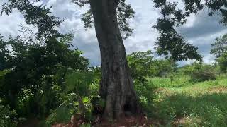 Um angico centenário na fazenda.