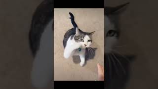 Wanna a hug#cat #pets #shorts #shortsvideo #youtubeshorts #like #subscribe