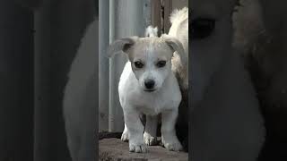 Cutest Cat and Puppy Playtime: Guaranteed to Make You Smile