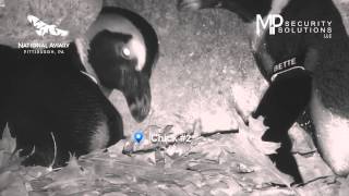 Slow Motion Video of Second Penguin Chick