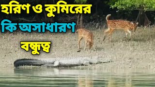 Crocodile And Deers||Sundarban Wildlife||Sundarban National Park