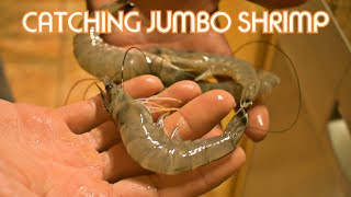 WILD WHITE SHRIMP CATCH & COOK USING A CAST NET! (WILD SHRIMPING)