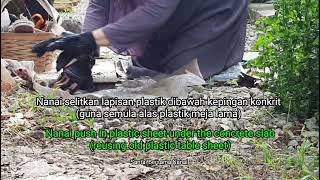 Sisa dapur & aktiviti di taman (Kitchen waste & activity in the garden)