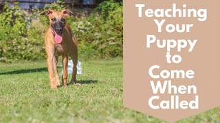 How to Teach Your Puppy to Come When Called